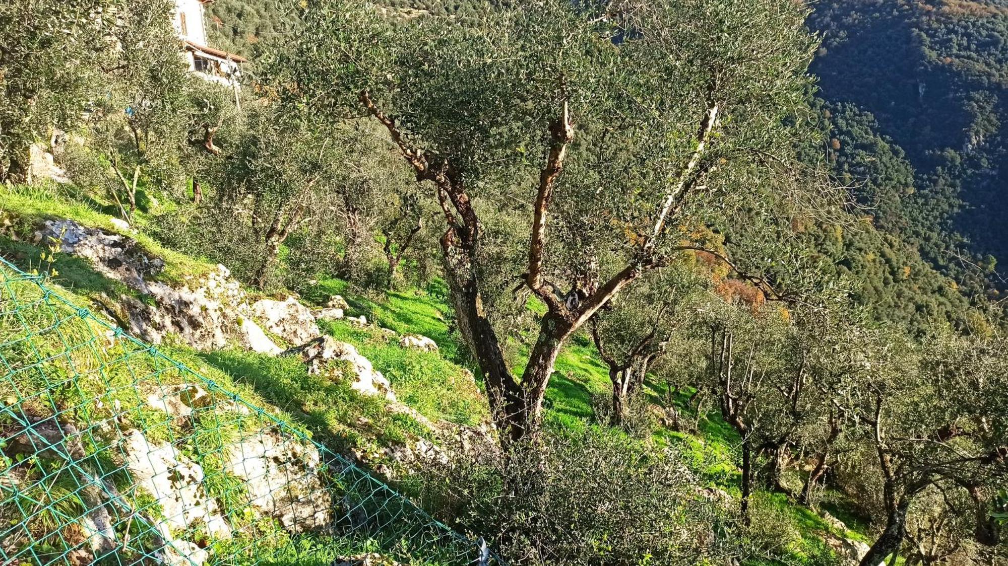 Casa Berti - Urlaub Im Olivenhain Camaiore Exteriör bild